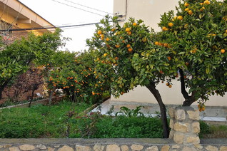 A garden full of orange trees in a garden along a road in Finestrat