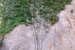 Flat tree glued to a rock on the Puig Campana round trek
